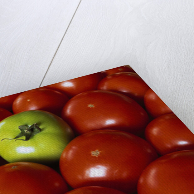 Freshly Harvested Organic Tomatoes by Anonymous