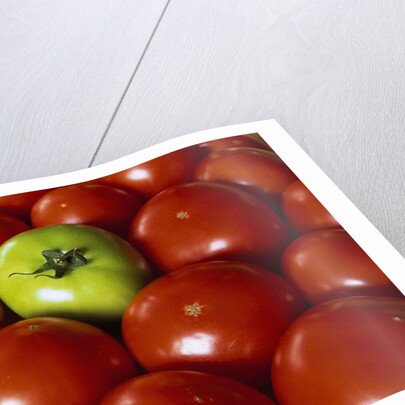 Freshly Harvested Organic Tomatoes by Anonymous