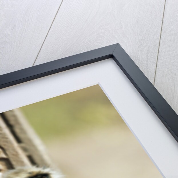 Gray Langur Monkey with Baby by Anonymous