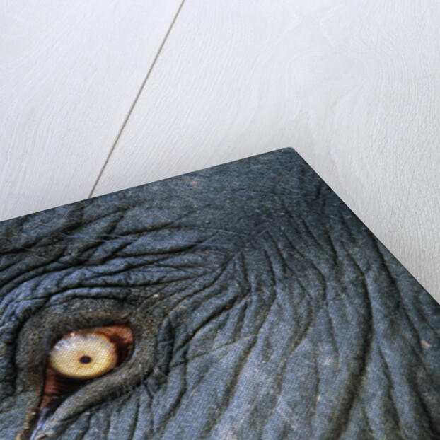 Close-Up View of Elephant's Eye by Anonymous