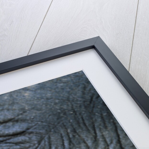 Close-Up View of Elephant's Eye by Anonymous