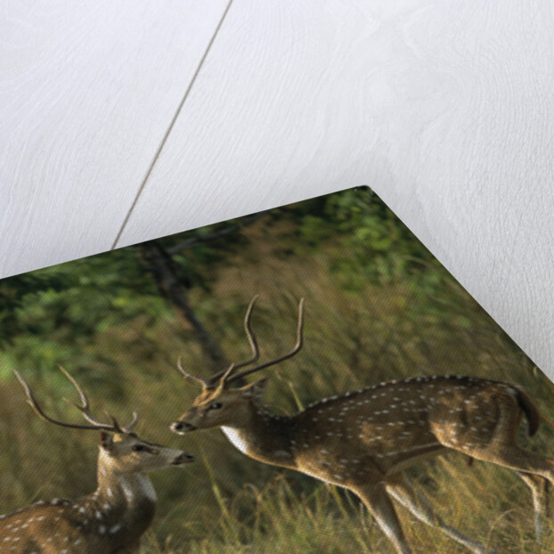 Chital Deer Bucks Fighting by Anonymous
