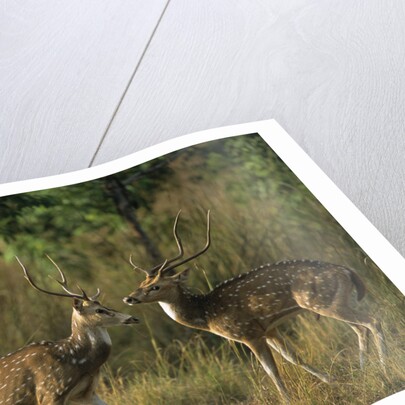Chital Deer Bucks Fighting by Anonymous