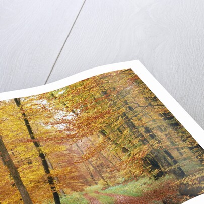 Forest Road in Autumn by Anonymous