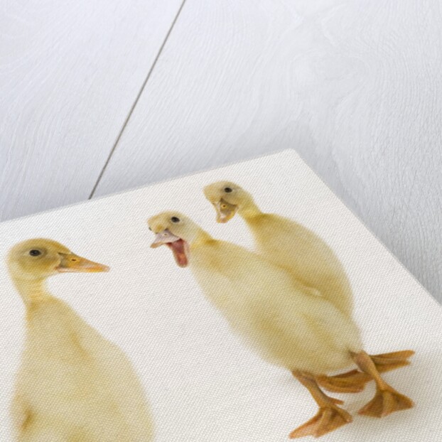 Indian Runner Ducklings by Anonymous