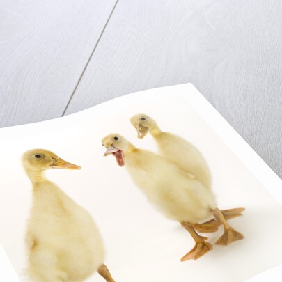 Indian Runner Ducklings by Anonymous