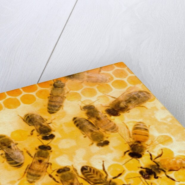 Busy Bees by Anonymous