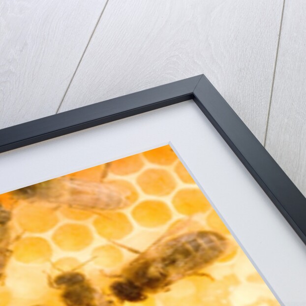 Busy Bees by Anonymous