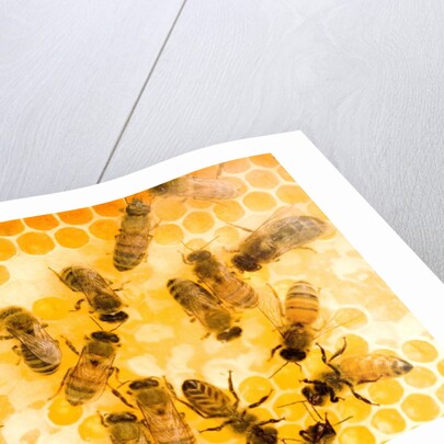 Busy Bees by Anonymous