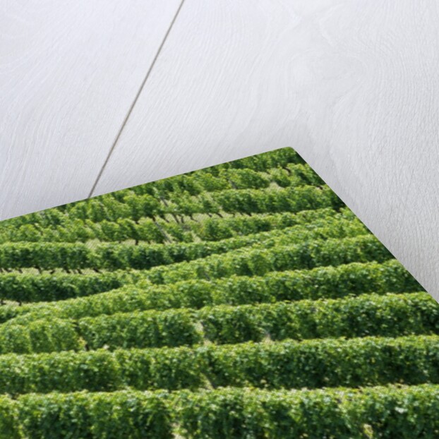 Vines in Vineyard by Anonymous