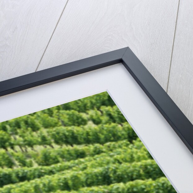 Vines in Vineyard by Anonymous