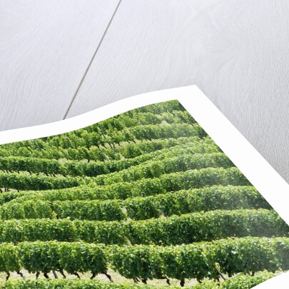 Vines in Vineyard by Anonymous