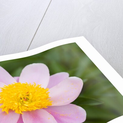 Close-up of Pink Peony by Anonymous
