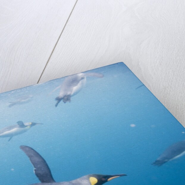 King Penguins Underwater by Anonymous