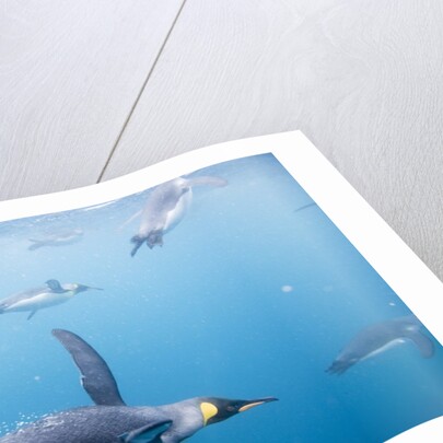 King Penguins Underwater by Anonymous