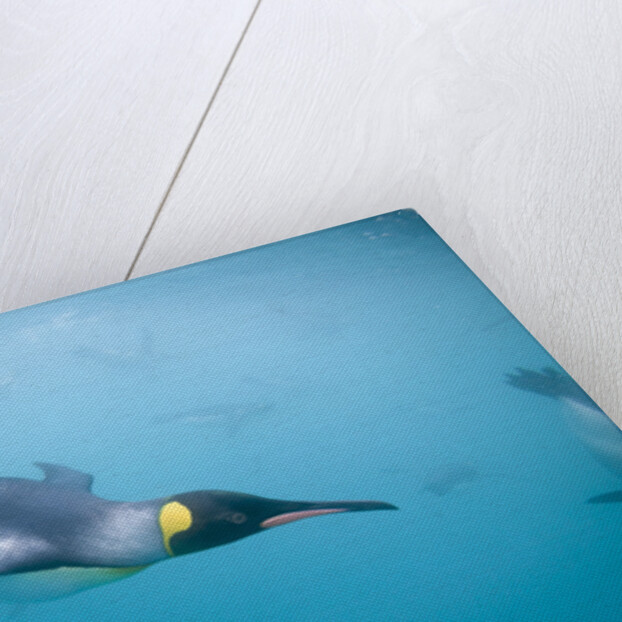 King Penguins Underwater by Anonymous