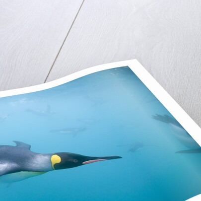 King Penguins Underwater by Anonymous