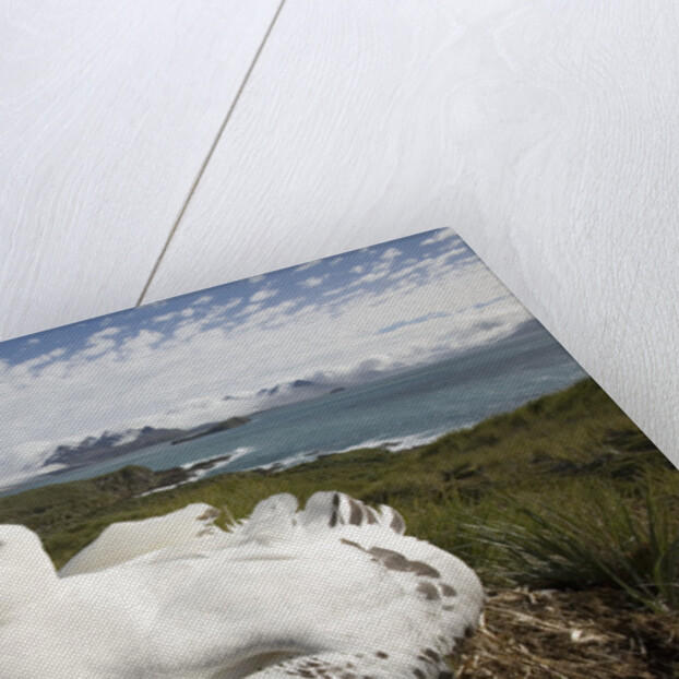Wandering Albatross in Nest by Anonymous