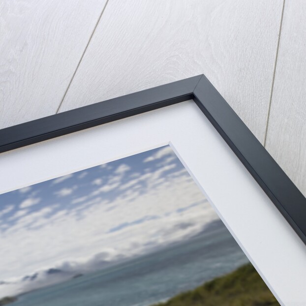 Wandering Albatross in Nest by Anonymous