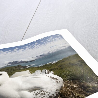 Wandering Albatross in Nest by Anonymous