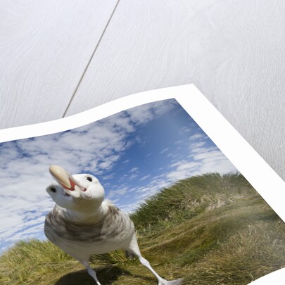 Wandering Albatrosses by Anonymous