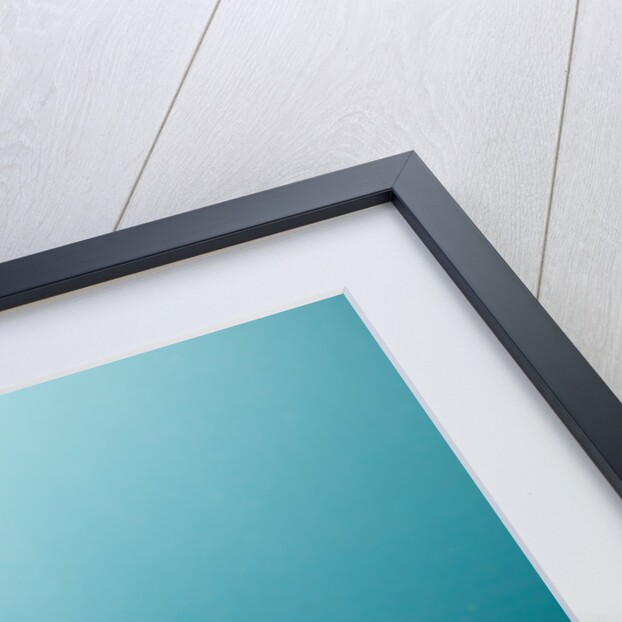 Swimming Antarctic Fur Seal by Anonymous