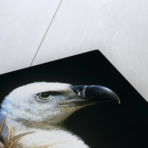 Proud Griffin by Anonymous