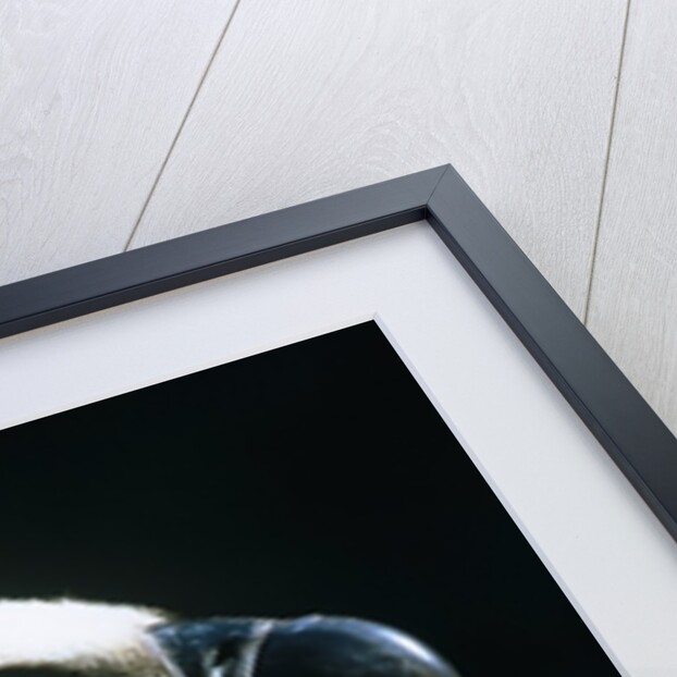 Proud Griffin by Anonymous