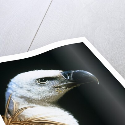 Proud Griffin by Anonymous