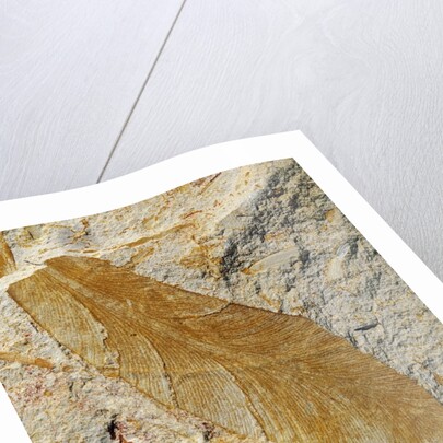Fossil Leaf of Seed Fern by Anonymous