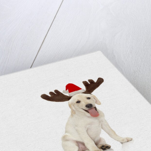 Lab Puppy Wearing Antlers by Anonymous
