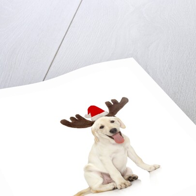 Lab Puppy Wearing Antlers by Anonymous