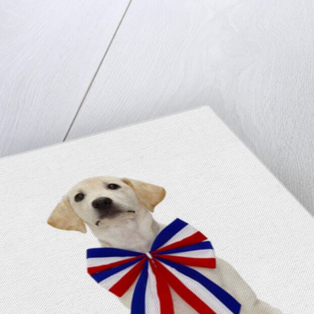 Lab Puppy Wearing Patriotic Bow Tie by Anonymous