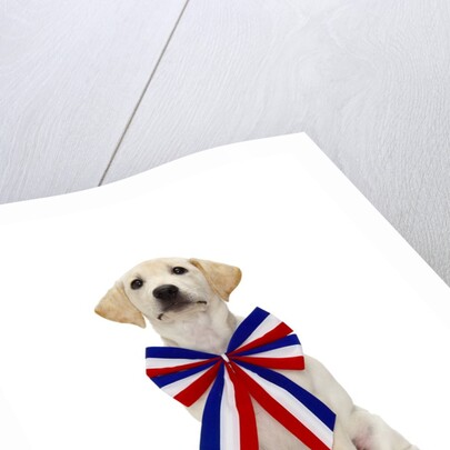 Lab Puppy Wearing Patriotic Bow Tie by Anonymous