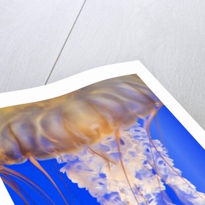 Jelly Fish by Anonymous