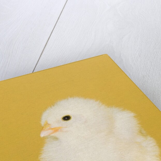 Chick by Anonymous