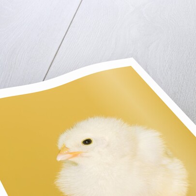Chick by Anonymous
