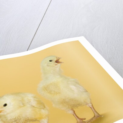 Chicks by Anonymous
