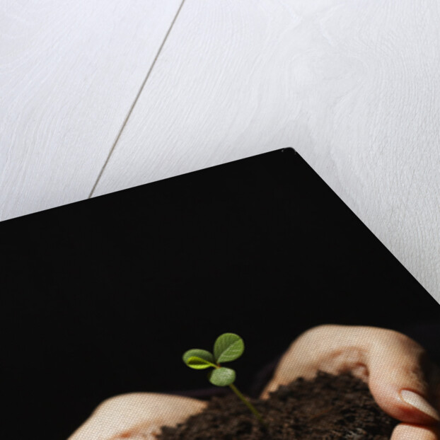 Seedling in Man's Hands by Anonymous