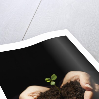 Seedling in Man's Hands by Anonymous