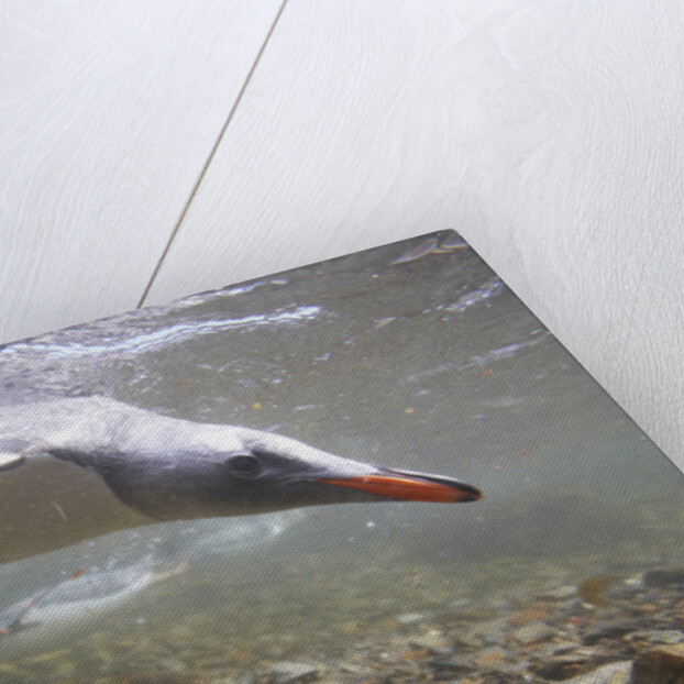 Gentoo Penguins Swimming on South Georgia Island by Anonymous