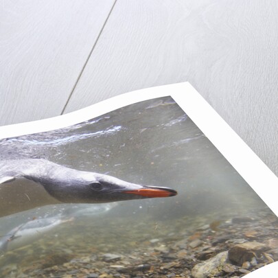 Gentoo Penguins Swimming on South Georgia Island by Anonymous