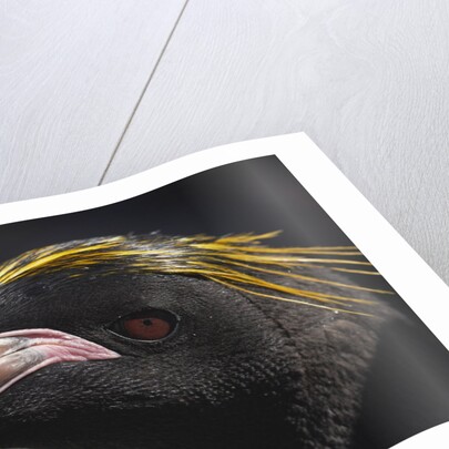 Macaroni Penguin on South Georgia Island by Anonymous