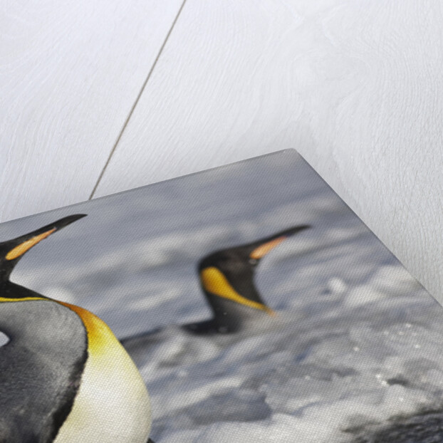 King Penguins in Surf on South Georgia Island by Anonymous