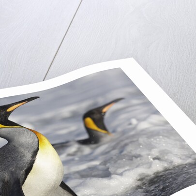 King Penguins in Surf on South Georgia Island by Anonymous