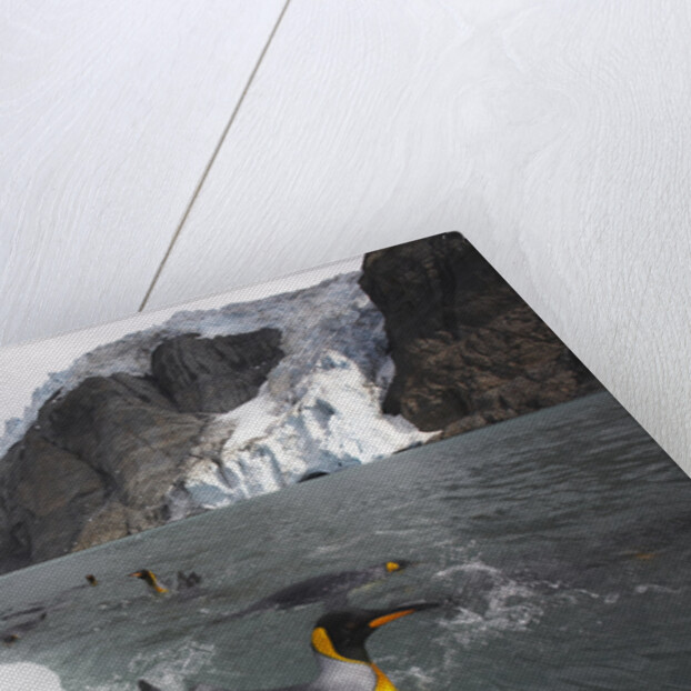 King Penguins on South Georgia Island by Anonymous