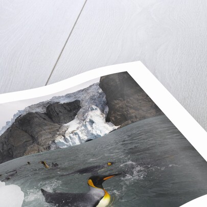 King Penguins on South Georgia Island by Anonymous