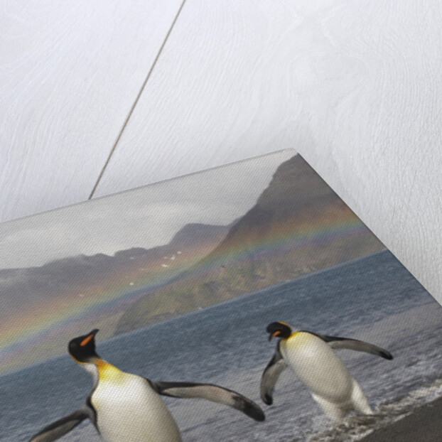 Rainbow and King Penguins on South Georgia Island by Anonymous