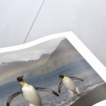 Rainbow and King Penguins on South Georgia Island by Anonymous