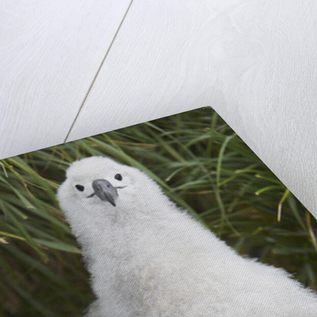 Gray-headed Albatross Chick on South Georgia Island by Anonymous